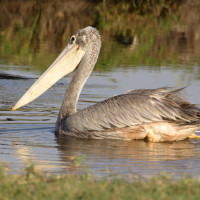 Pink-backed Pelican